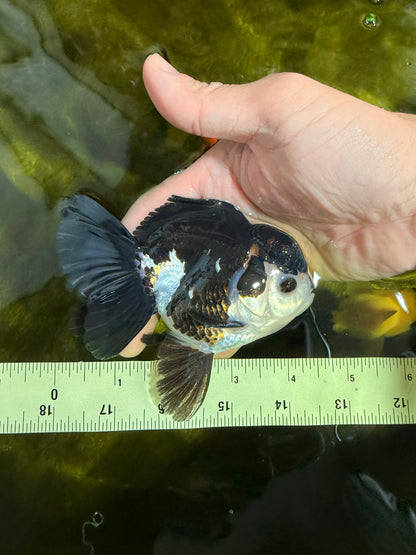 [SINGLE] Tricolor Oranda Male 4.5 inches #022726SO_03