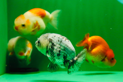 [QUAD] Mix Color Gender : Unknown Lionchu 3-3.5 inches #041125_11