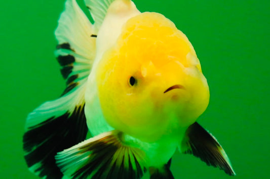 [SINGLE] Special Panda Lemonhead Oranda Male 4 inches #013125SO_25