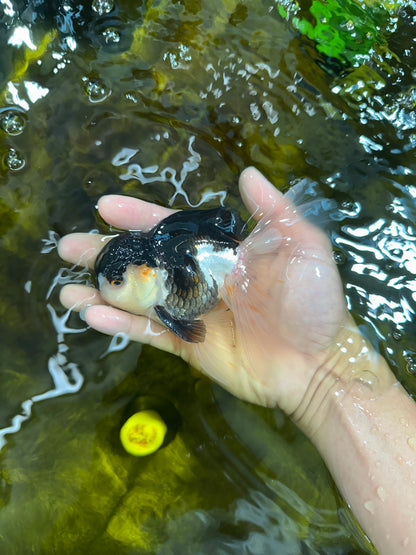 [SINGLE] Panda Oranda Male 5 inches #090525SO_05