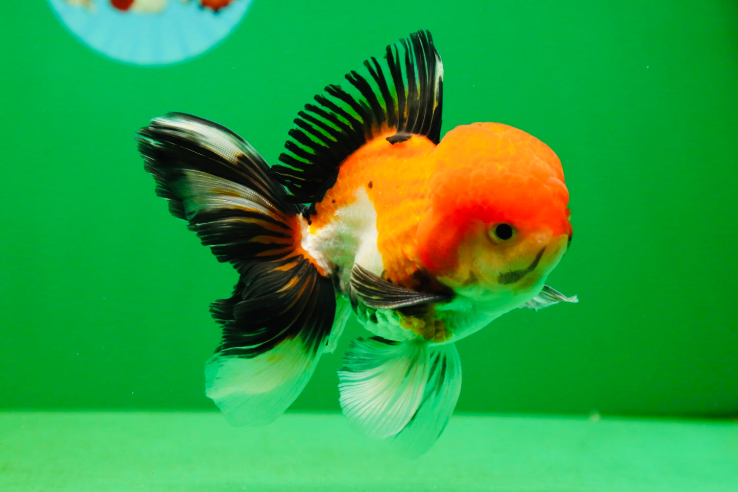[SINGLE] Tricolor Male Oranda 4.5-5 inches #080125SO_13