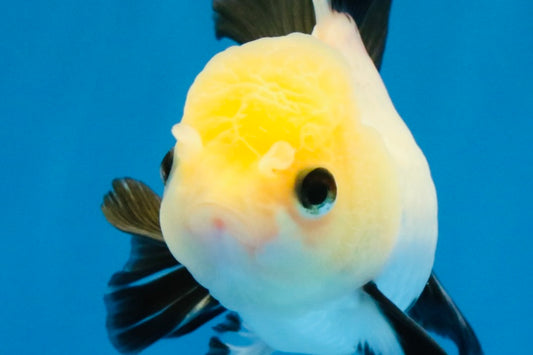 [SINGLE] Panda Button Eyes Oranda Female 4-4.5 inches #041026SO_04