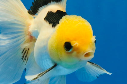 [SINGLE] Panda Oranda Male 4.5 inches #030626SO_03