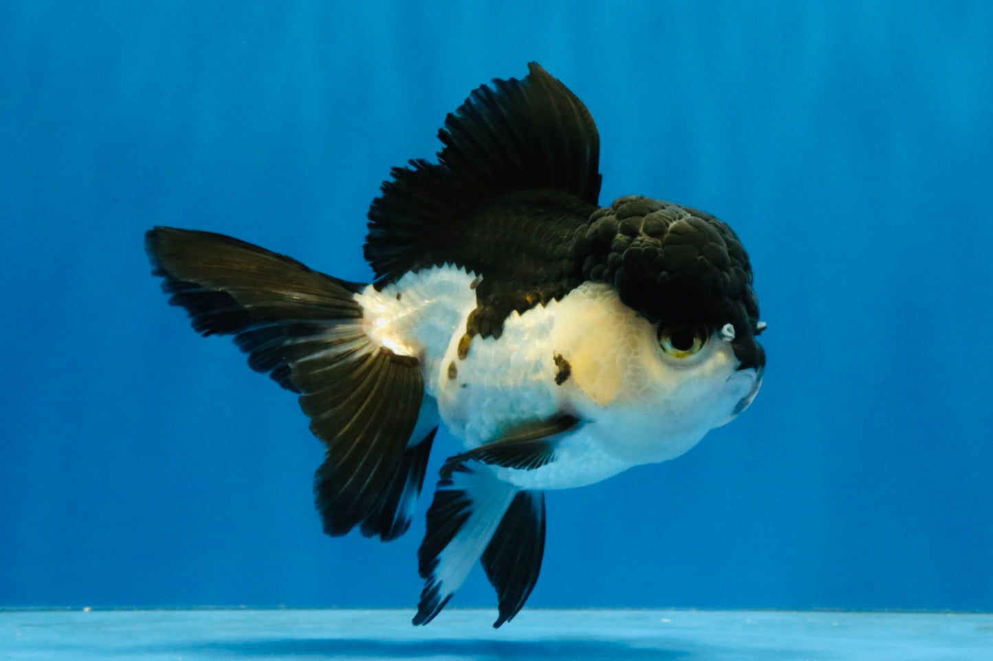[SINGLE] Panda Oranda Female 4 inches #040326SO_02