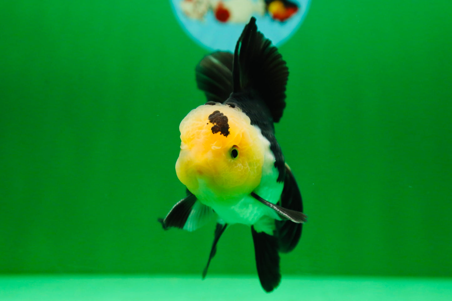 [SINGLE] Panda Oranda Male 4.5 inches #081525SO_03