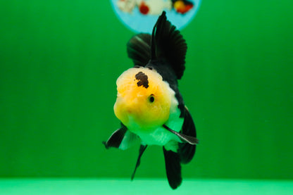 [SINGLE] Panda Oranda Male 4.5 inches #081525SO_03