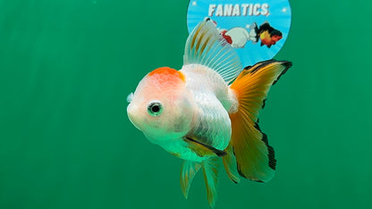 [SINGLE] Tricolor Oranda Female 4.5 inches #062025SO_07