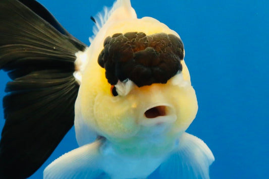 [SINGLE] Panda Oranda Male 4-4.5 inches #022726SO_09