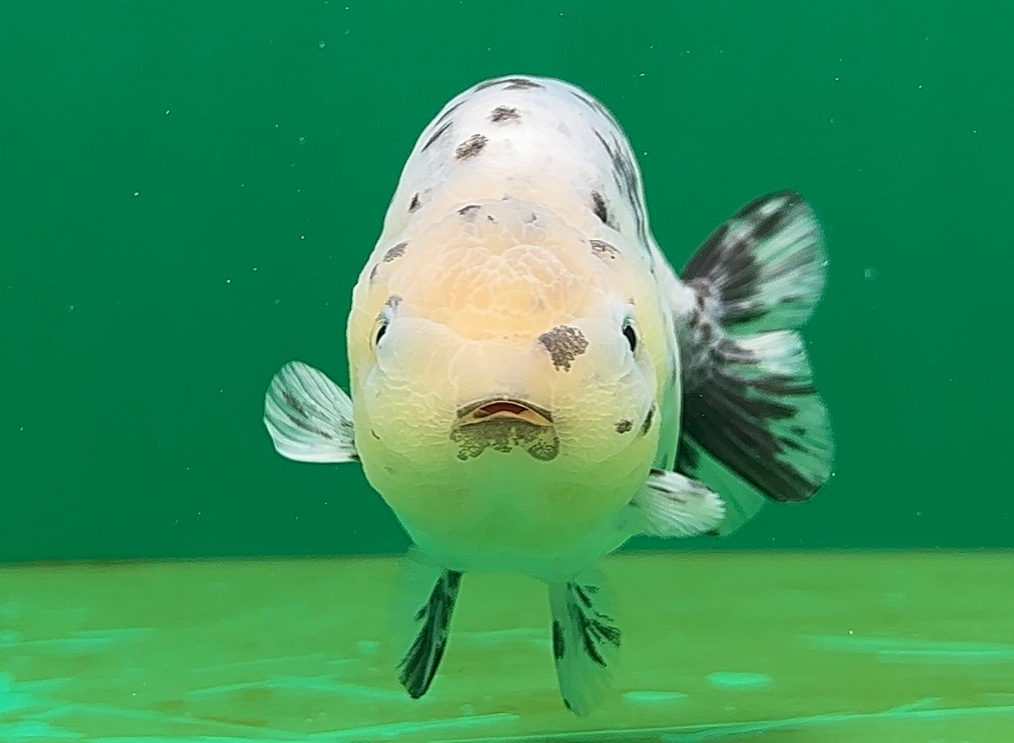 [SINGLE] Pepper Lionchu Female 4.5 inches #062725SL_03