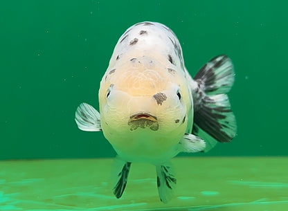 [SINGLE] Pepper Lionchu Female 4.5 inches #062725SL_03