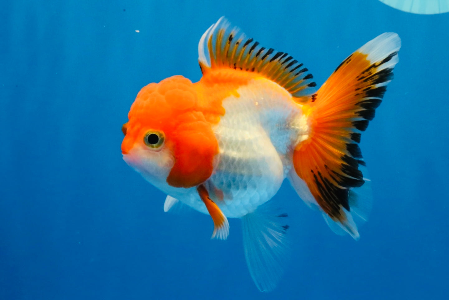 [SINGLE] Orange White Deform Single Bottom Fin Oranda Female 4-4.5 inches #030626SO_08