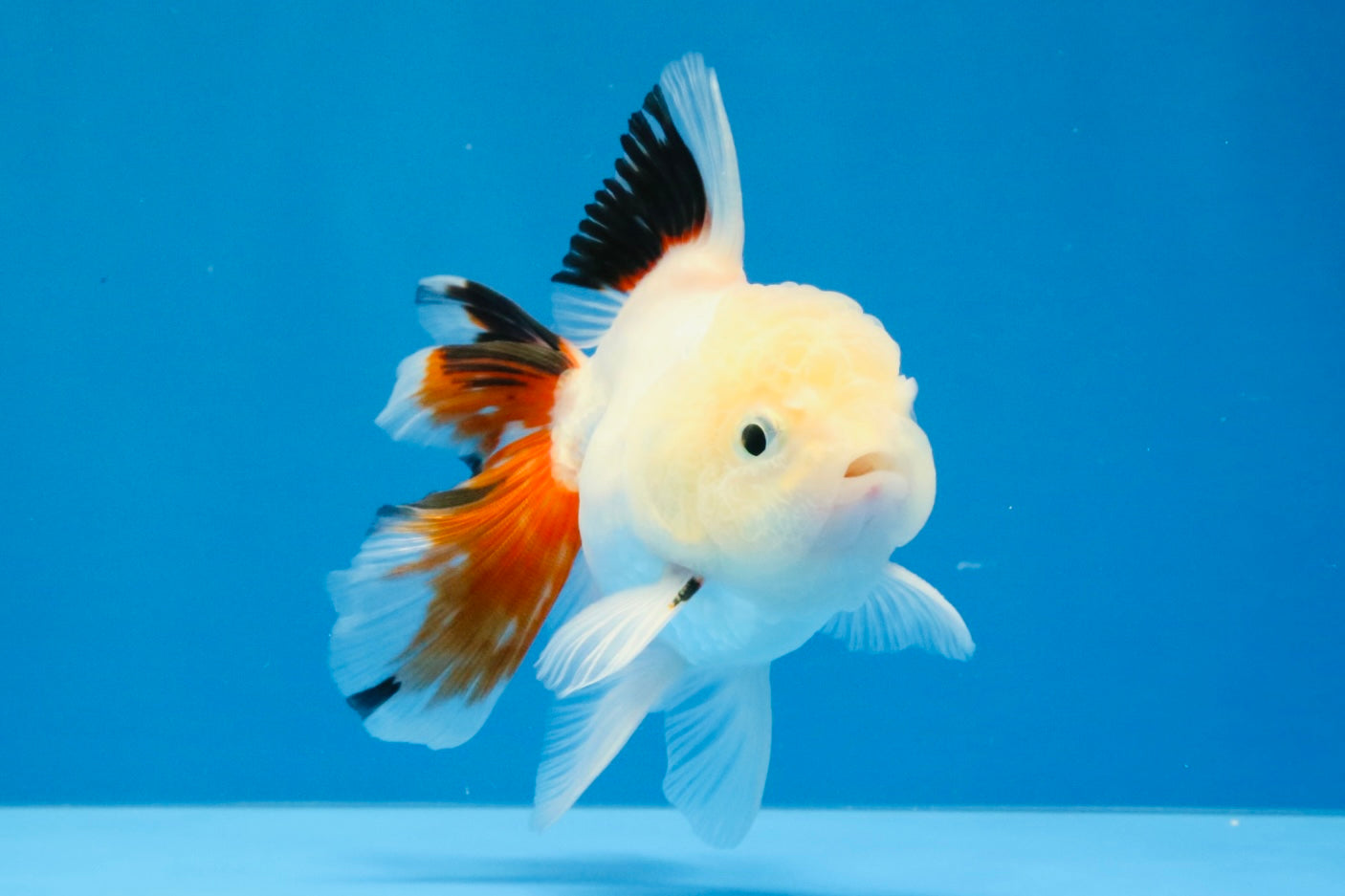 [SINGLE] Tricolor Oranda Male 4 inches #032026SO_05