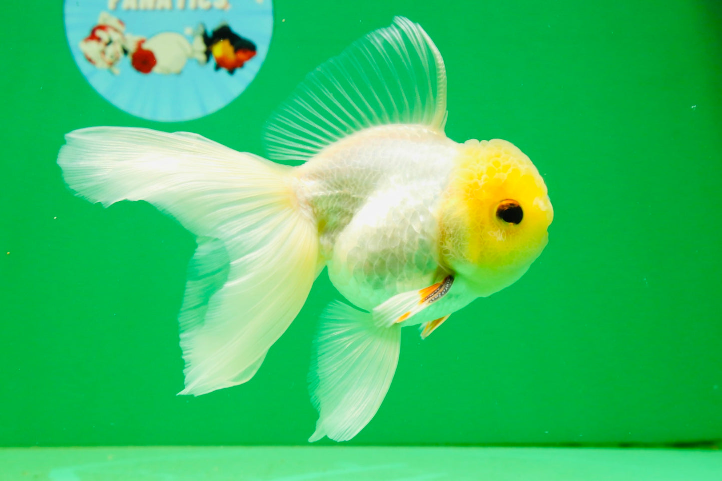 [SINGLE] White Male 5 inches #101725SO_04