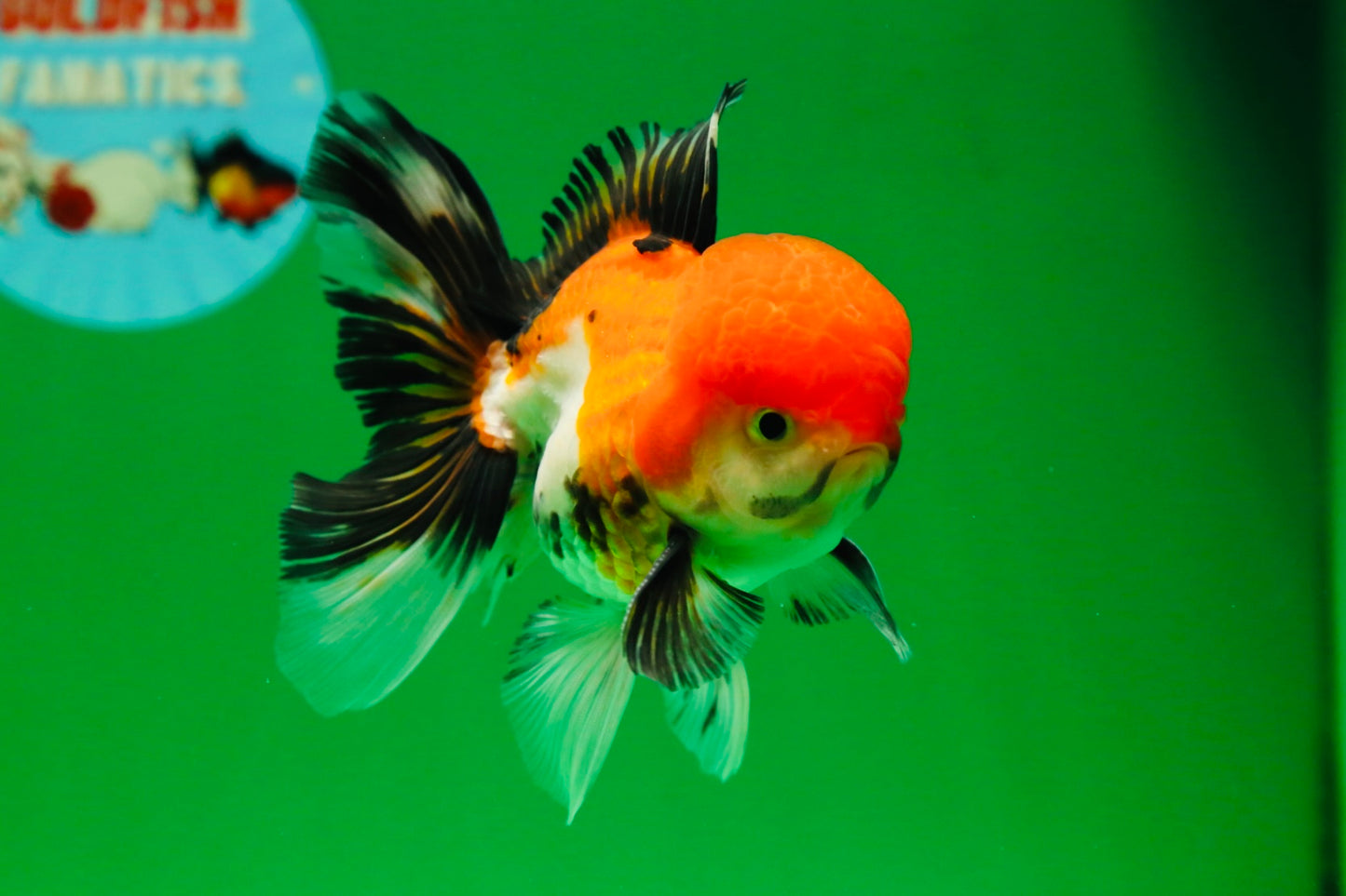 [SINGLE] Tricolor Male Oranda 4.5-5 inches #080125SO_13