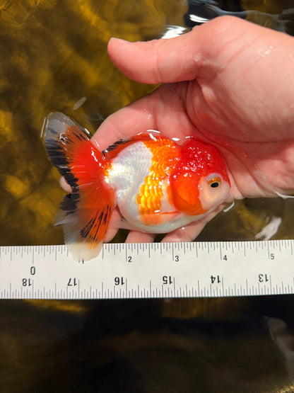[SINGLE] Orange White Deform Single Bottom Fin Oranda Female 4-4.5 inches #030626SO_08