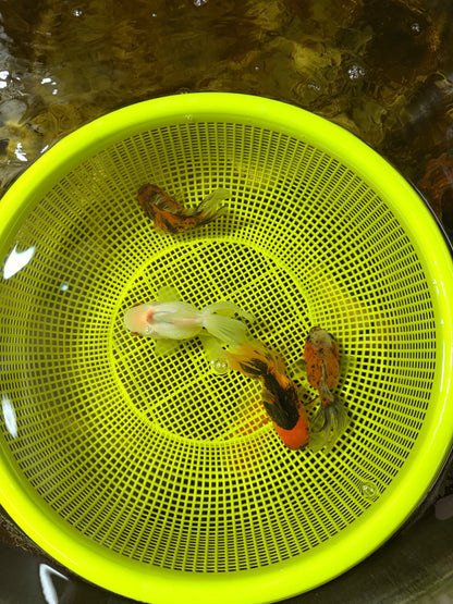 [QUAD] Mixed Color Oranda 3.5-4.5 inches #121925QO_04