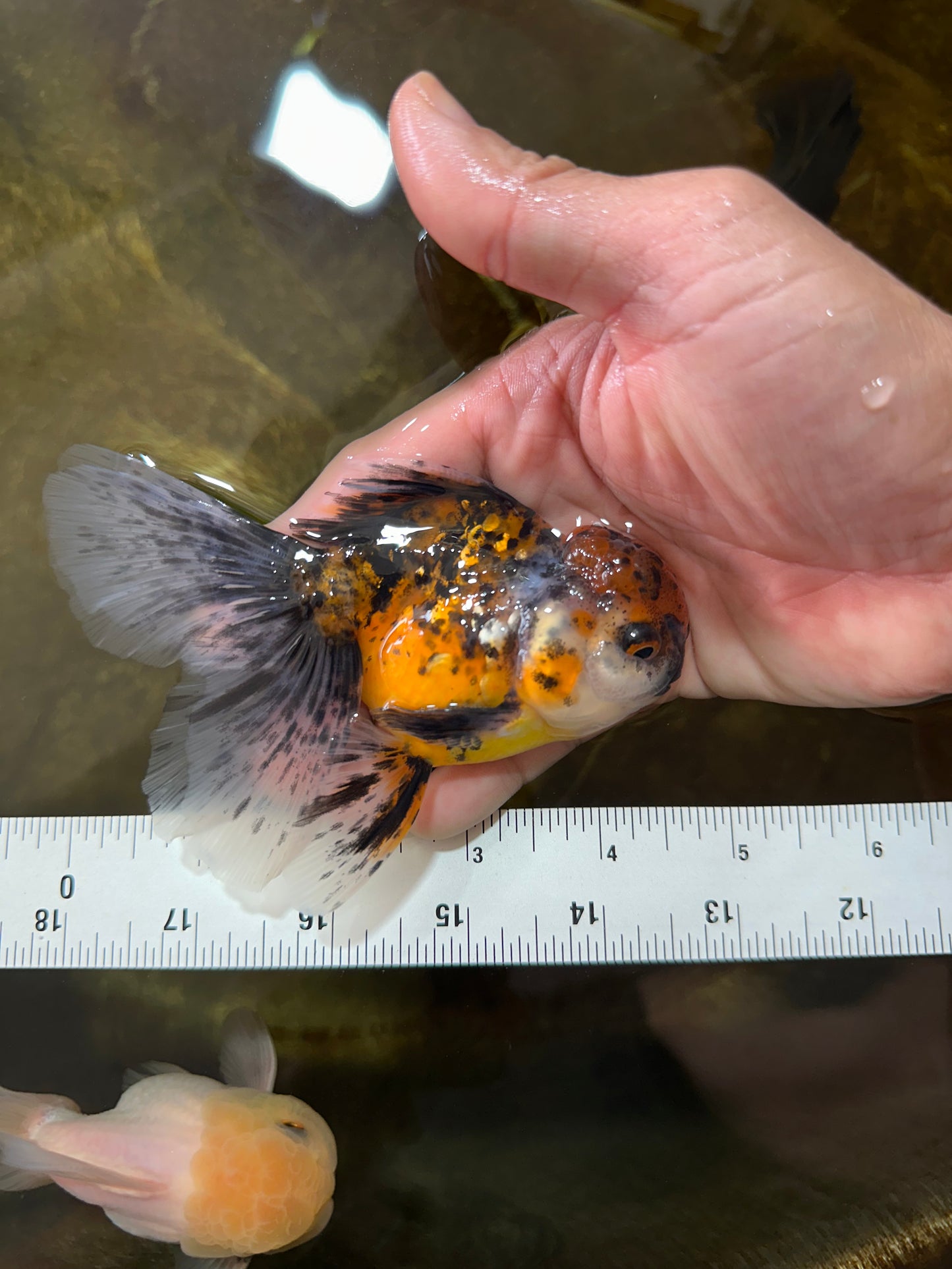 [SINGLE] Pepper Calico Male Oranda 4.5 inches #080125SO_10