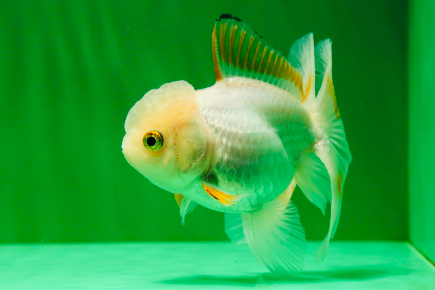 [SINGLE] Orange White Beauty Oranda Female 4.5 inches #041125_07