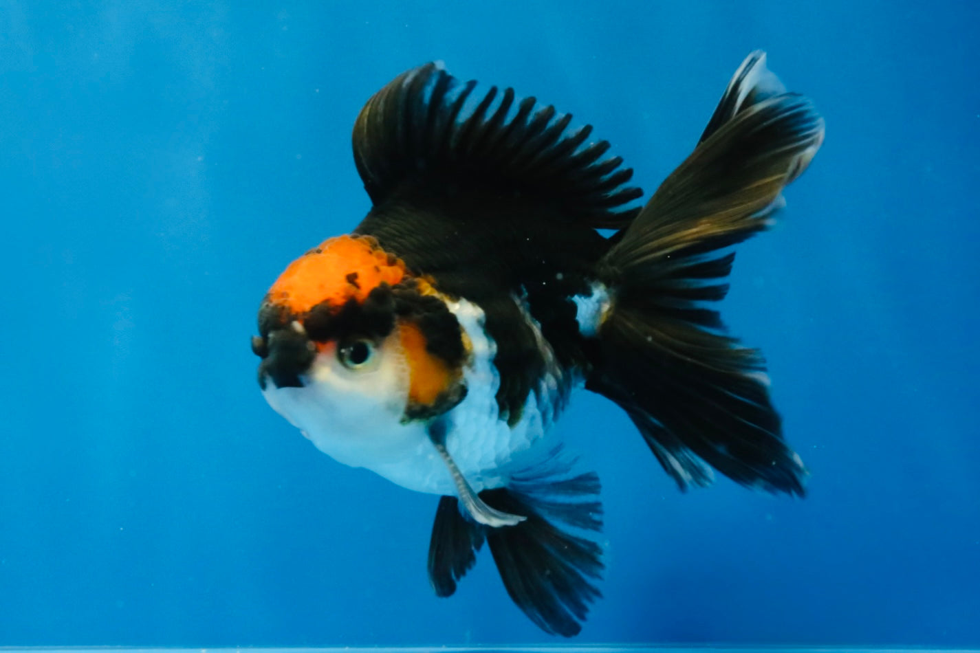 [SINGLE] Tricolor Oranda Male 4-4.5 inches #032026SO_09