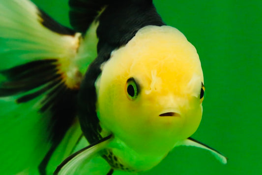 [SINGLE] Panda Oranda Female 4.5 inches #080825SO_04