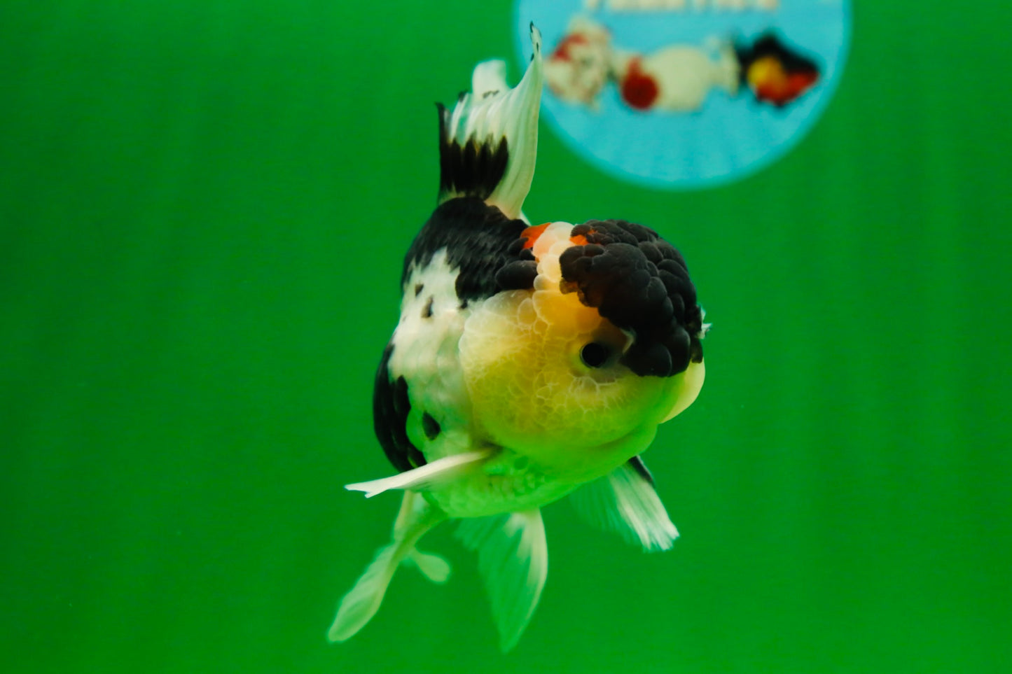 [SINGLE] Panda Oranda Male 4.5-5 inches #080825SO_07
