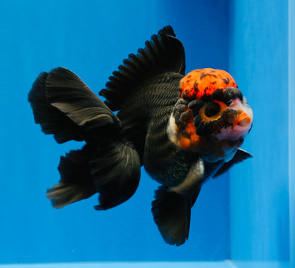[SINGLE] Tricolor Oranda Male 4.5 inches #022726SO_06