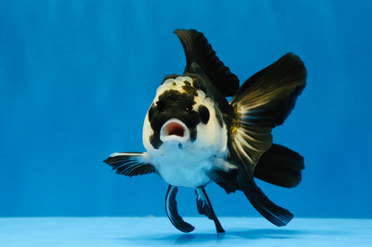 [SINGLE] Panda Oranda Female 4-4.5 inches #041026SO_03