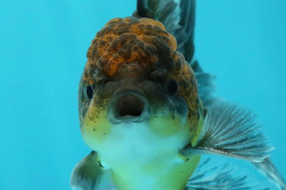 [SINGLE] Kirin Oranda Male 4-4.5 inches #112924SO_16