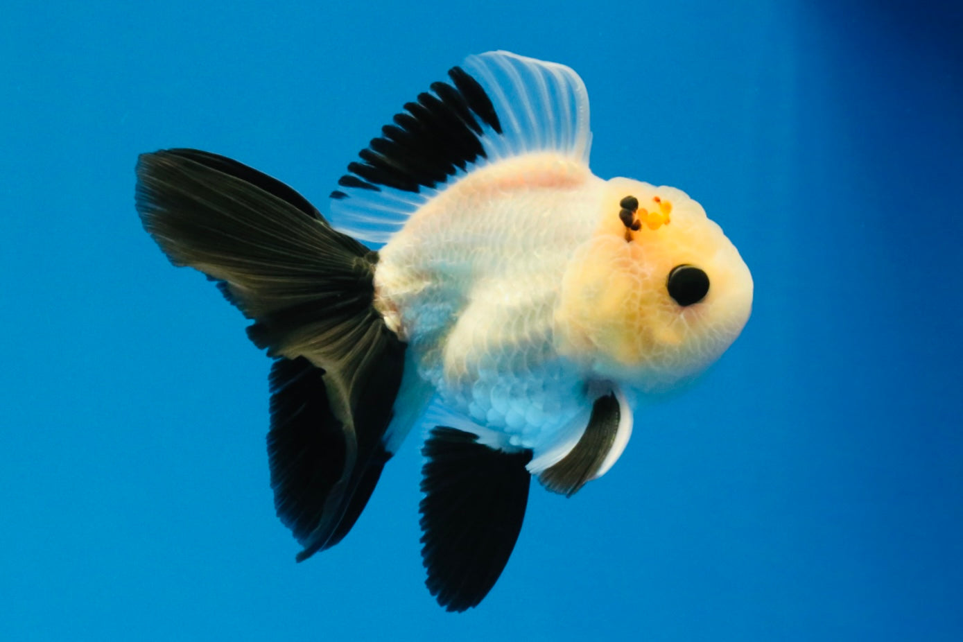 [SINGLE] Panda Button Eyes Oranda Male 4-4.5 inches #031326SO_08