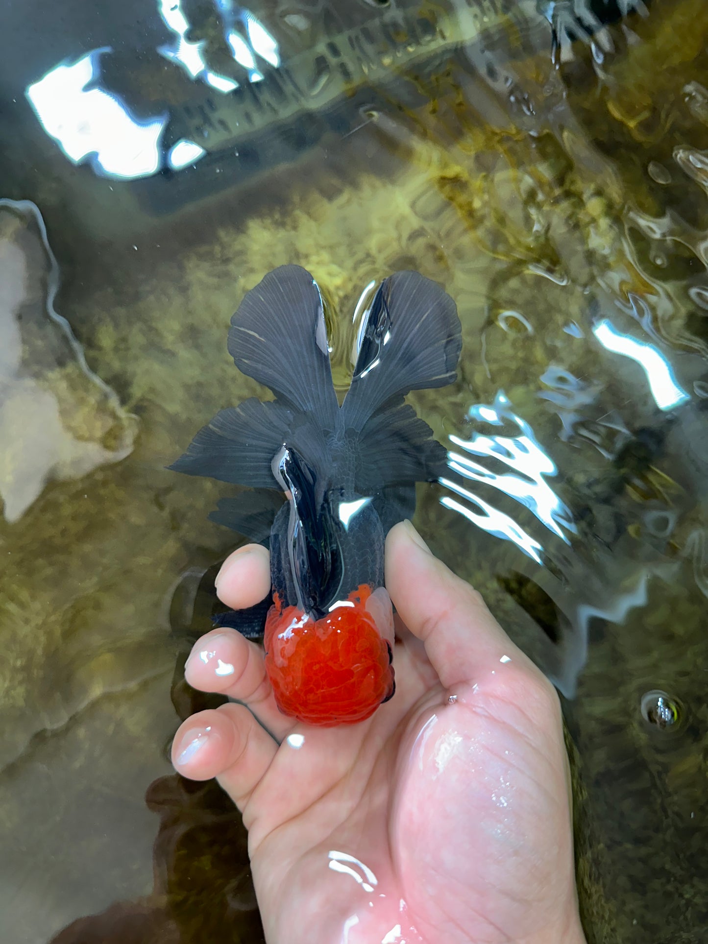 [SINGLE] Tricolor Oranda Male 4-4.5 inches #080825SO_14