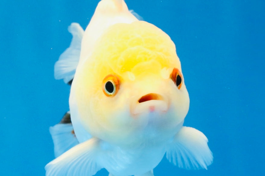 [SINGLE] Tricolor Oranda Male 4.5 inches #031326SO_09