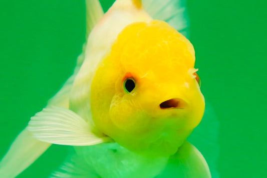 [SINGLE] Lemonhead Oranda Male 5 inches #082225SO_05