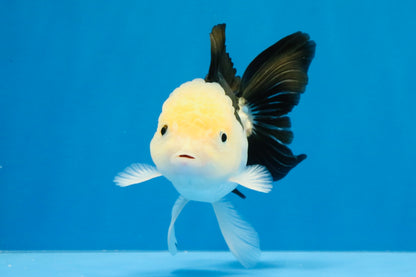 [SINGLE] Panda Oranda Female 4.5 inches #031326SO_02