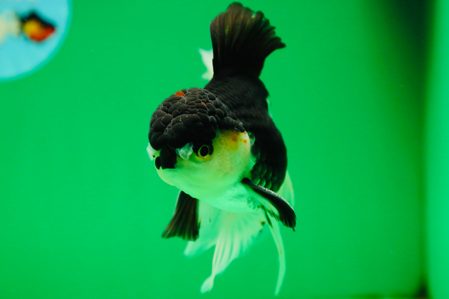 [SINGLE] Panda Oranda Male 5 inches #090525SO_05