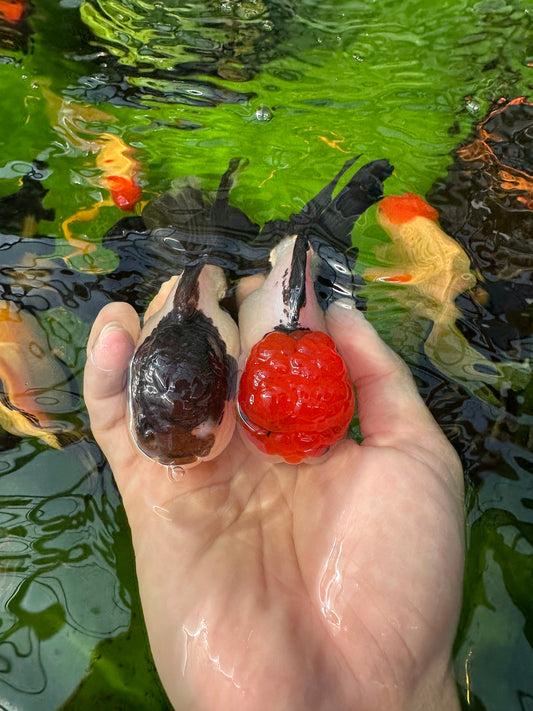 [COUPLE] - Red Head Tricolor & Panda Oranda 4-4.5 inches #110824CO_18