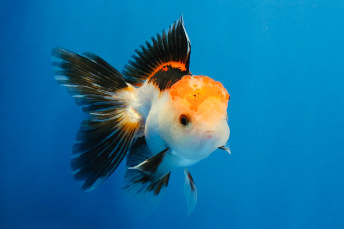 [SINGLE] Tricolor Oranda Male 4-4.5 inches #032026SO_06
