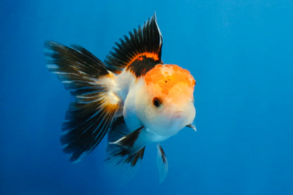 [SINGLE] Tricolor Oranda Male 4-4.5 inches #032026SO_06
