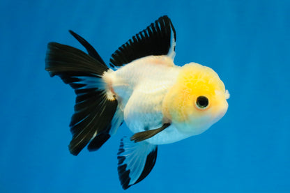 [SINGLE] Panda Button Eyes Oranda Female 4-4.5 inches #041026SO_04