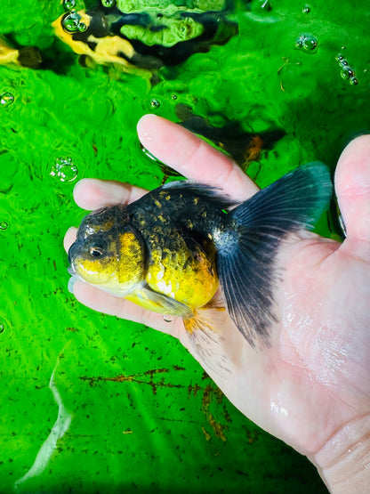 [SINGLE] Kirin Oranda Female size 4.5 inches #112224SO_06