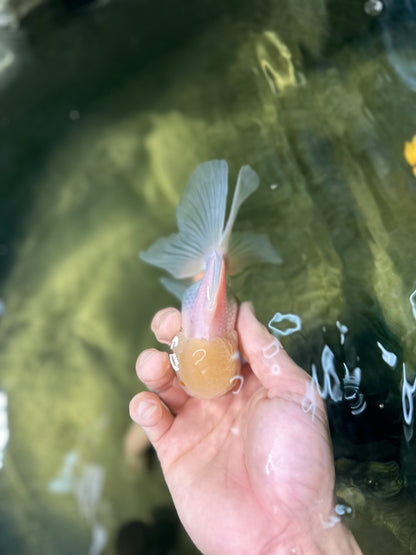 [SINGLE] White Oranda Male 4.5 inches #050225SO_03