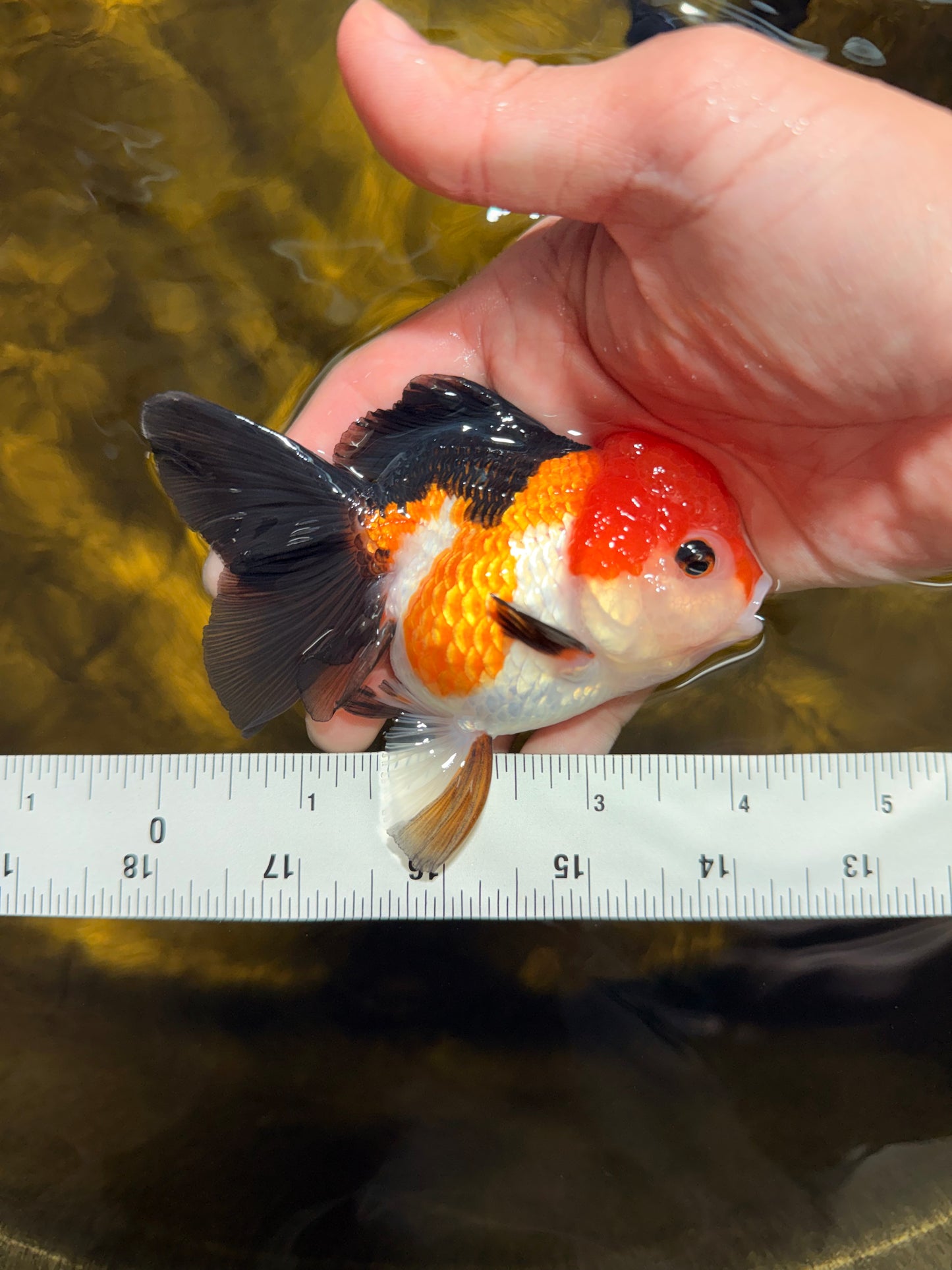 [SINGLE] Tricolor Oranda Female 4-4.5 inches #030626SO_09