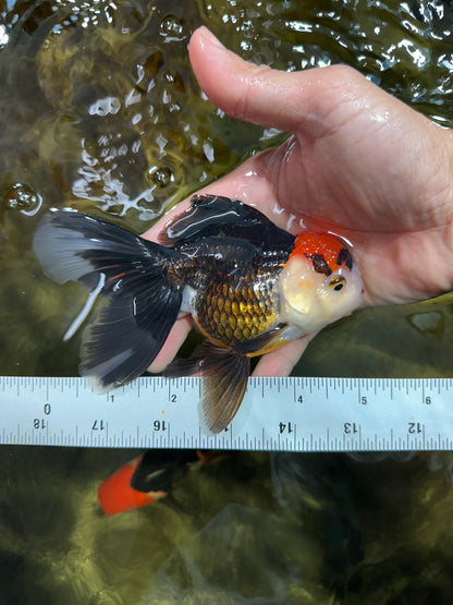 [COUPLE] Lemonhead Male & Tricolor  Female 4.5-5 inches #091925CO_04