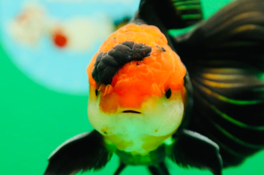 [SINGLE] Tricolor Oranda Male 4.5-5 inches #090525SO_08