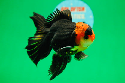 [SINGLE] Tricolor Oranda Male 4.5-5 inches #090525SO_08