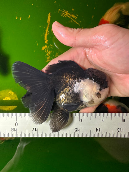 [SINGLE] Panda Oranda Male 4-4.5 inches #110824GO_15