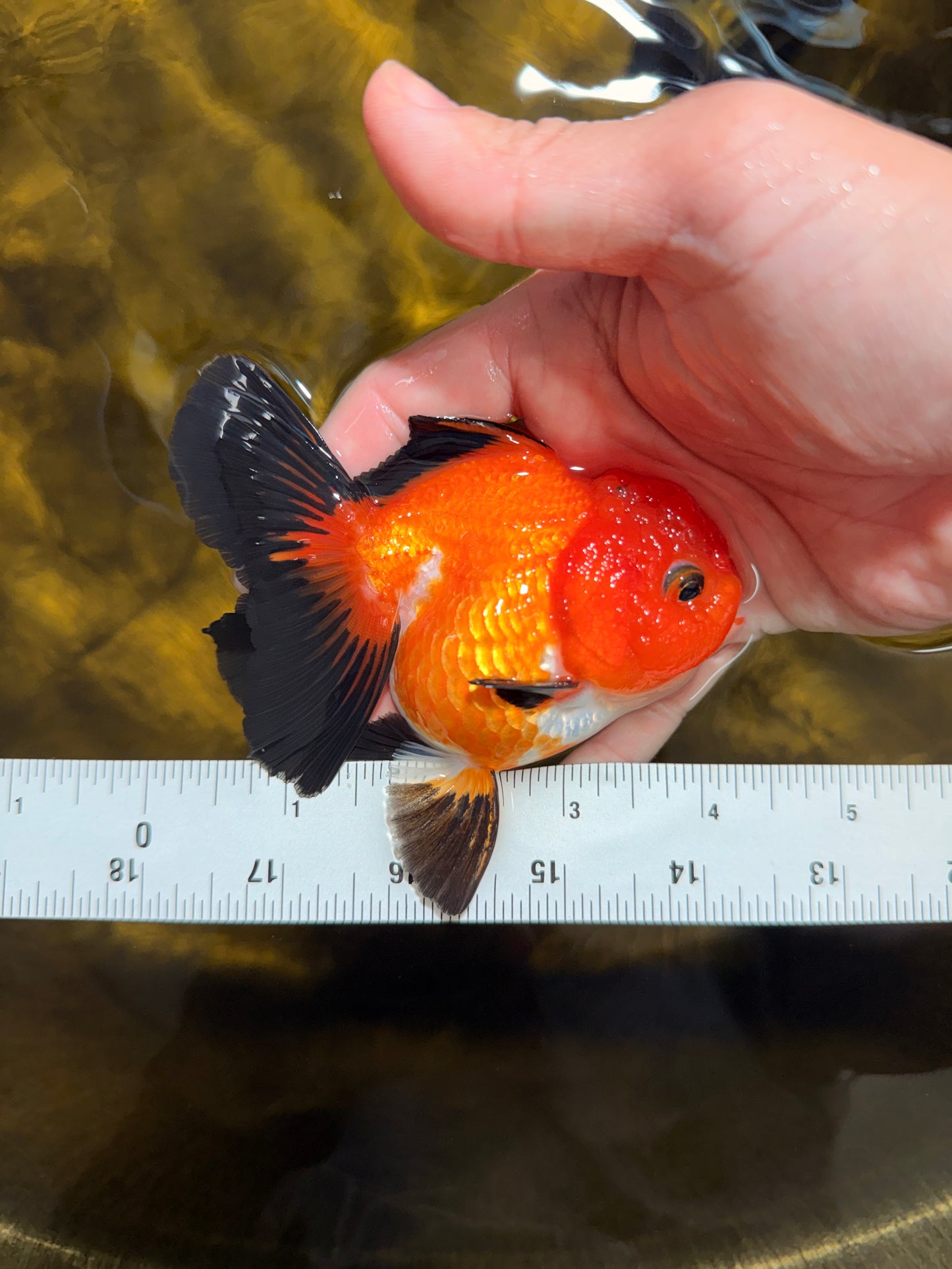 [SINGLE] Apache Oranda Female 4-4.5 inches #030626SO_08