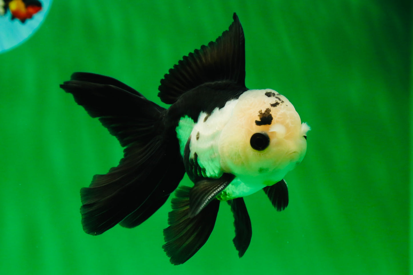 [SINGLE] Panda Button Eyes Oranda Male 4-4.5 inches #122024SR_03