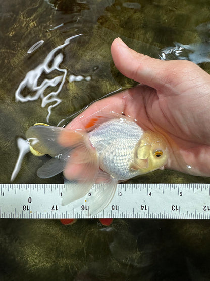[COUPLE] White Male & Apache Female Oranda 4-4.5 inches #101025CO_04