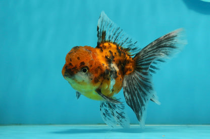 [SINGLE] Tiger Oranda Male 4.5 inches #112924SO_15