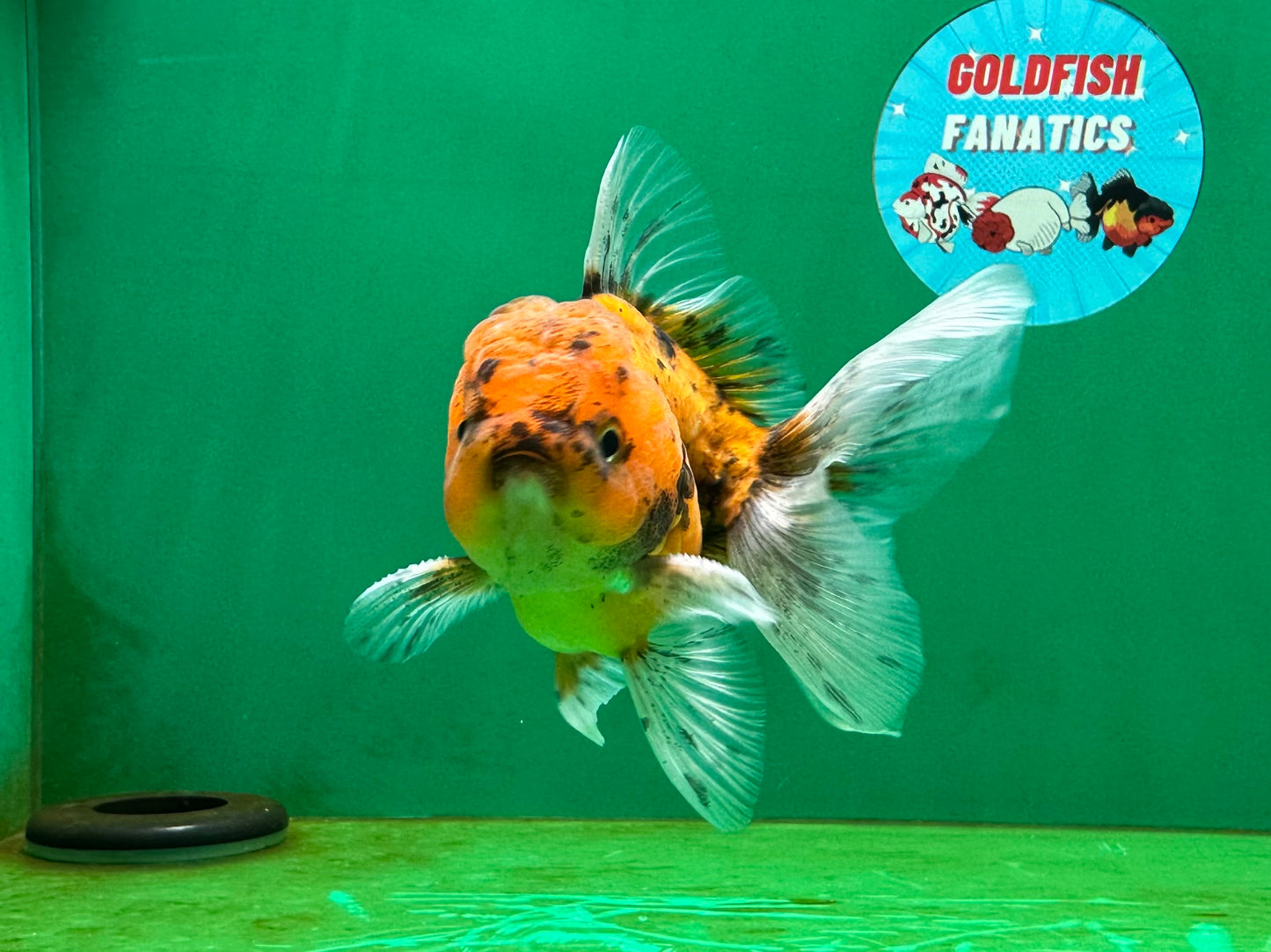 [SINGLE] Tiger Oranda Male 4 inches #060625SO_05